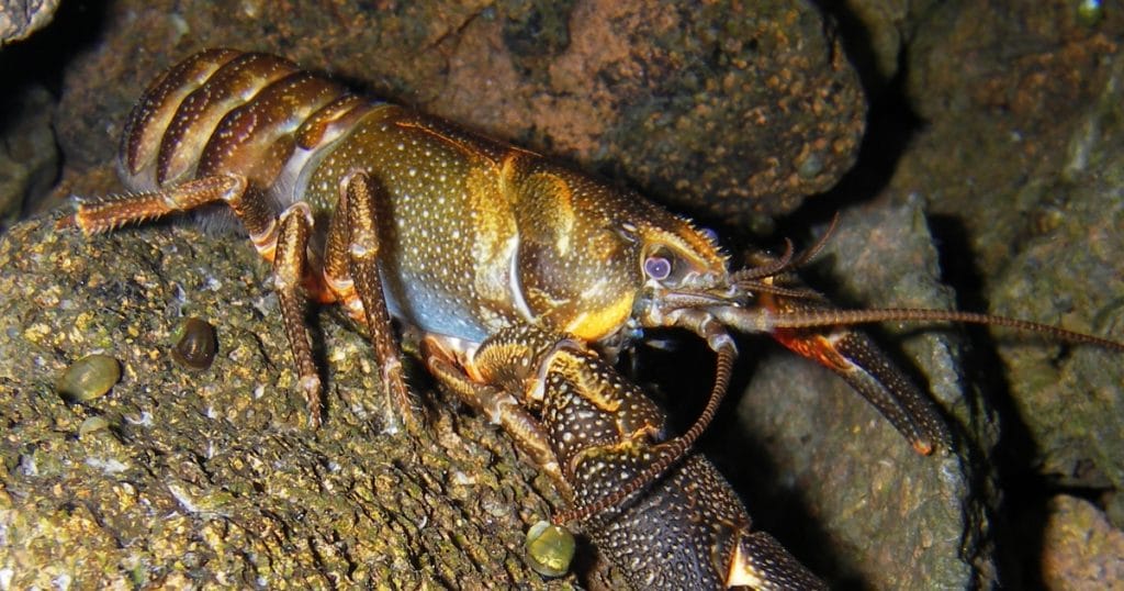 Crayfish Reproduction 