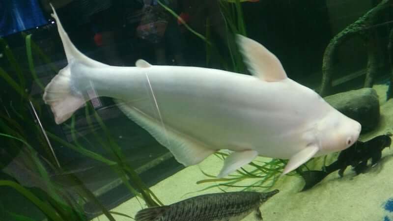 Appearance of Iridescent shark