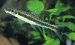 Siamese Flying Foxes: How to Care for Them