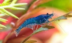 shrimp freshwater