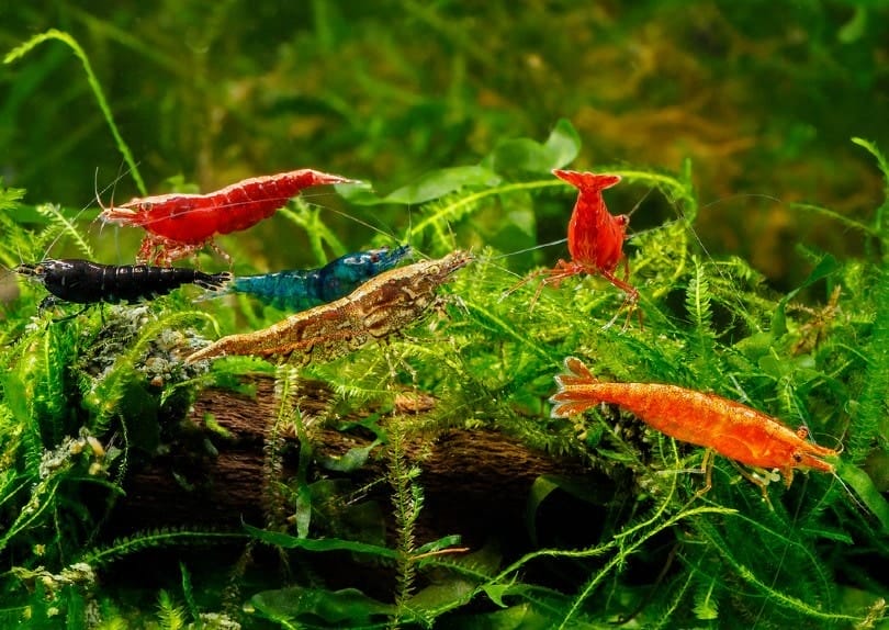 Appearance of Shrimp freshwater
