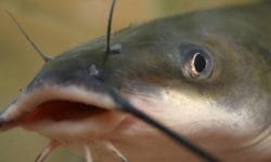 Channel catfish – The Perfect Fish for Beginners