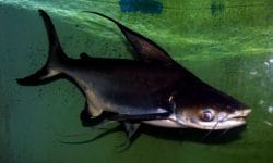 Mastering Paroon Shark Care: Tips for a Thriving Aquarium