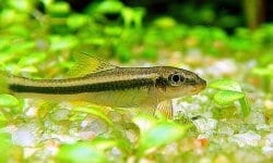 Siamese algae eater for aquariums: How to care and feed it