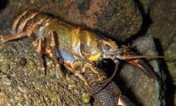 Discover Crayfish Species: Care and Maintenance