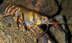 appearance of Crayfish