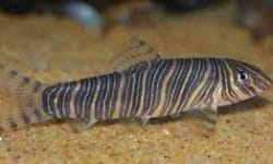 Unveiling the Beauty of Botia Loach: Care and Habitat Guide