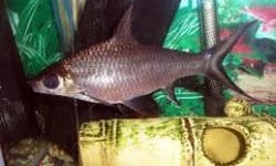 Mastering Bala Shark Care: Tips for a Vibrant Tank