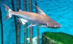 Discover the Splendor of Iridescent Shark: Species and Care Tips