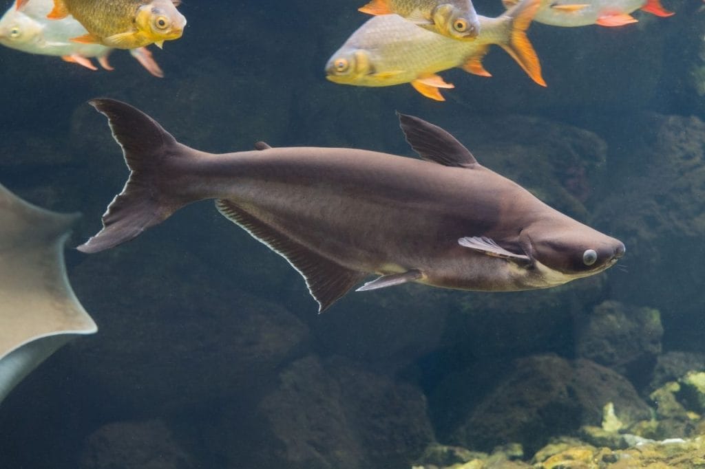 Appearance of Iridescent shark