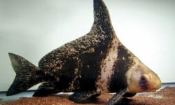 Unveiling the Elegance of Chinese High-Fin: Care and Habitat