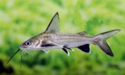 What Is The Colombian Shark?