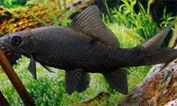 Mastering Black Sharkminnow Care for a Thriving Aquarium