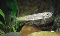 10 Interesting Facts About The Apollo Shark