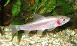 Unveiling the Charm of Violet Blushing Shark: Care Guide