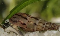 Malaysian Trumpet Snails: Care, Food, Size & Lifespan