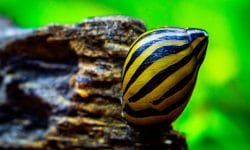 Nerite Snail: Facts and Tips to Keep Them Healthy