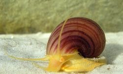 Introducing the Mystery snail – A New Species you’ve Never Heard