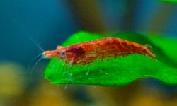 Cherry shrimp farming: the good, the bad and the ugly
