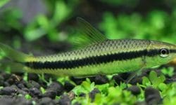 siamese algae eater