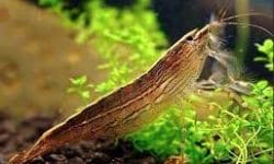 The Ultimate Guide To Breeding Bamboo shrimp