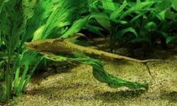 The Whiptail Catfish: An Interesting and Unique Fish
