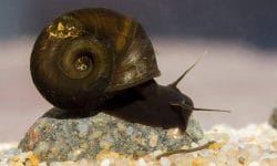 ramshorn snail