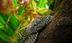 The Top Five Reasons to Get a Rubber Lip Pleco
