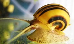 Get to Know the Spixi Snail – Everything You Need to Know
