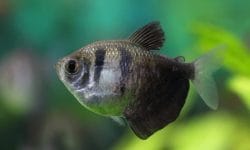 Discover the Allure of Black Skirt Tetras: Species and Care
