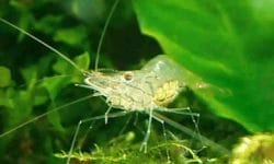 Get to Know the Ghost Shrimp, Ideal for Easy Aquarium Care