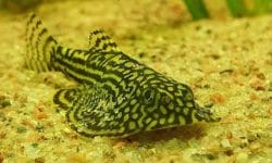 The Complete Guide to Keeping a Reticulated Hillstream Loach