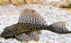 A Guide to Keeping Sailfin Plecos in Your Tank