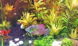 3 Fascinating Facts About The Florida Flagfish