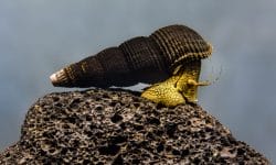 4 Interesting Facts About Rabbit Snail Fish
