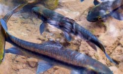 Doctor Fish Care: Everything You Need to Know for a Aquarium