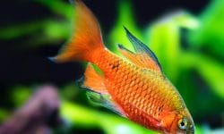 Mastering Rosy Barb Care: Tips for a Colorful Aquarium