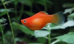 Get to Know the Fabulous Molly Fish