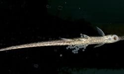 Bringing Home a Twig Catfish: A Comprehensive Care Guide