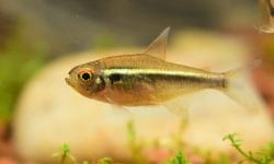The Beauty and Benefits of Caring for Neon Tetras