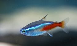 Discover the Dazzling Colors and Popularity of the Cardinal Tetra