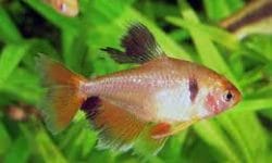 Brighten Up Your Aquarium with Serpae Tetras