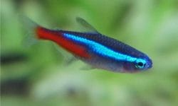 Keep Your Blue Tetra Happy and Healthy with These Tips
