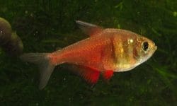 Flame Tetra: A Complete Guide to Care and Breeding
