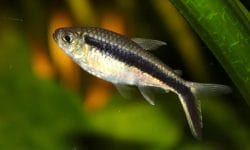 The Penguin Tetra: A Guide to Keeping this Species