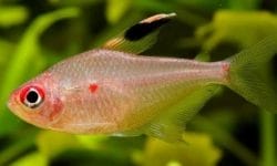 The Heart of the Tank: All About Bleeding Heart Tetras