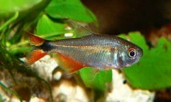 The Complete Care Guide for the Popular Buenos Aires Tetra Fish