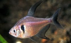 Unveiling the Beauty of Black Phantom Tetra