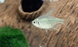Meet the Diamond Tetra: A True Gem in the Aquarium World