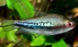 5 Simple Tips For Keeping Your Redeye Tetra Healthy